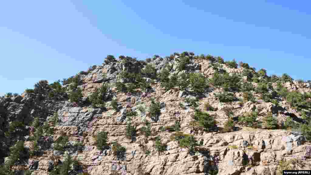 Почти отвесный склон горы Курт-Кая, ее высота 573 метра