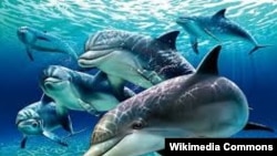 Дельфины (иллюстративное фото)