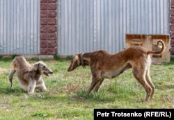 Собаки породы тазы. Алматы, 5 апреля 2019 года.