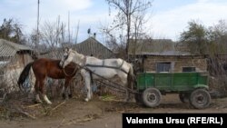 „Pentru norod să fie bine, să trăiască, să nu fure din bănci, să nu rămânem săraci.”