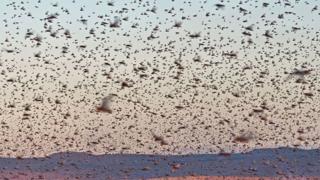 Мәскеу лесбияндық шоу клубы