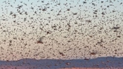Early spring rains in Iran made the locust invasion worse.
