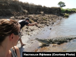 Знаёмства з костарыканскім алігатарам