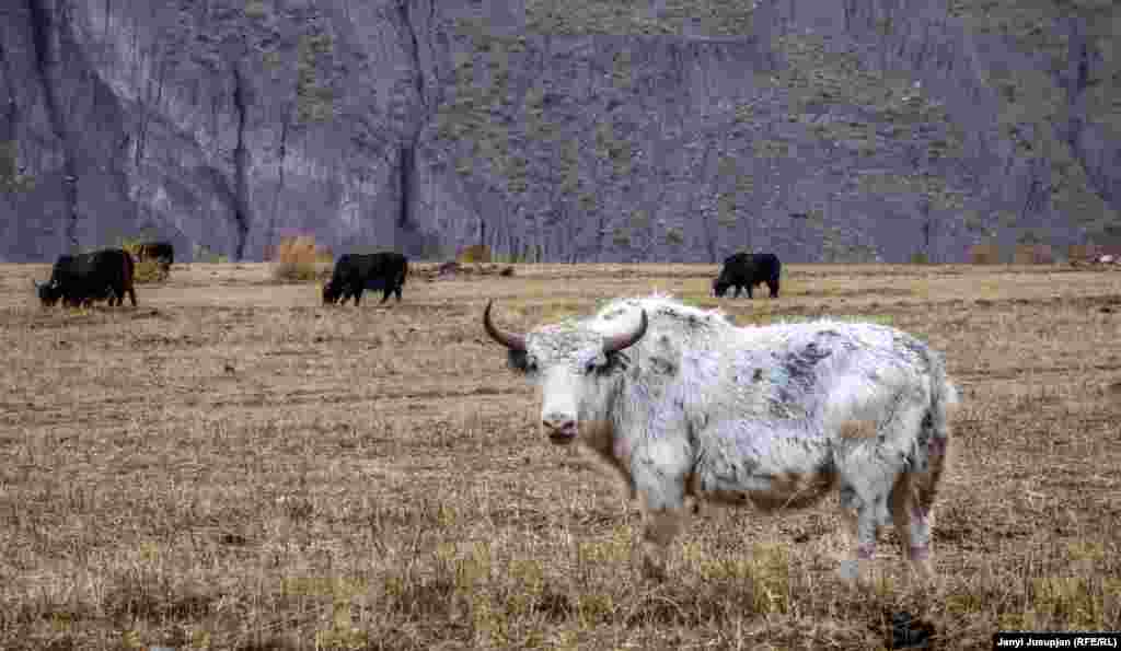 Yaks. The village was given some 100 yaks from East Pamir’s Murghab, another Kyrgyz district. They were transported on trucks to Depshaar via Kyrgyzstan. But since the snow is often heavy in this area, the yak keepers have to stock feed for them, removing much of the benefit of having them. But as it is a state program, they continue to look after them.