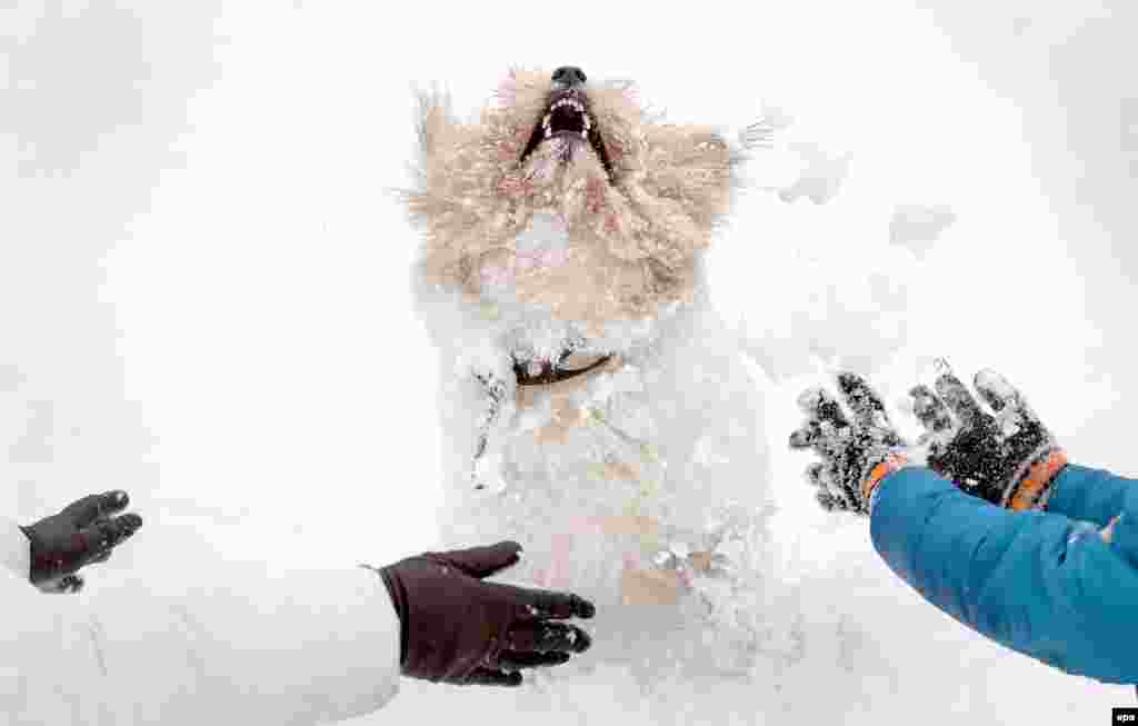 Belarusians play with their dog in a park after snowfall in Minsk. (epa/Tatyana Zenkovich)