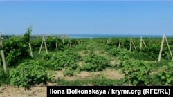 Крим, Пісчане, виноградники