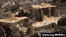 Срубленные деревья в Крыму. Иллюстрационное фото