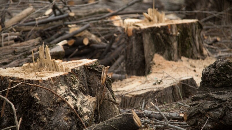 В Крыму возбудили уголовное дело из-за вырубки краснокнижных деревьев в заказнике – прокуратура