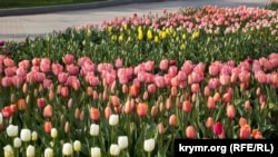 Тюльпаны в Севастополе, 1 апреля 2020 года