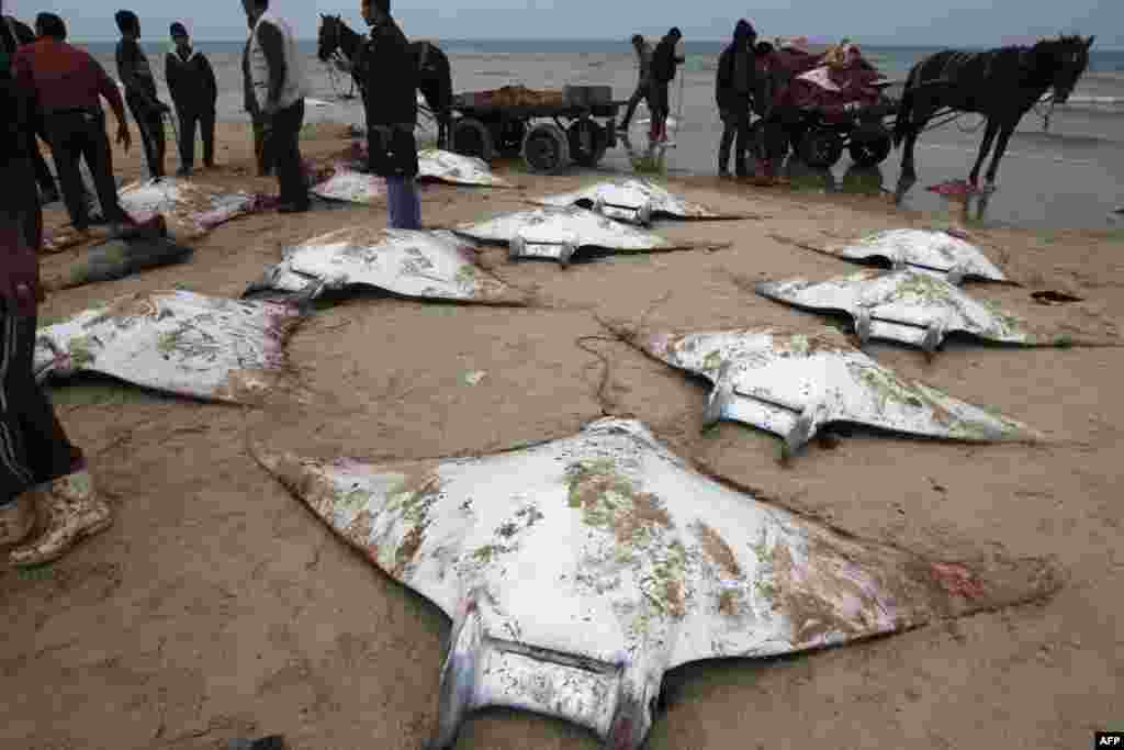 Palestinian fishermen collect manta rays that washed up on a beach in Gaza City. (AFP/Mohammed Abed)