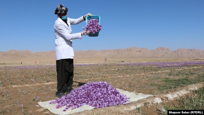 یک مزرعۀ زعفران در هرات