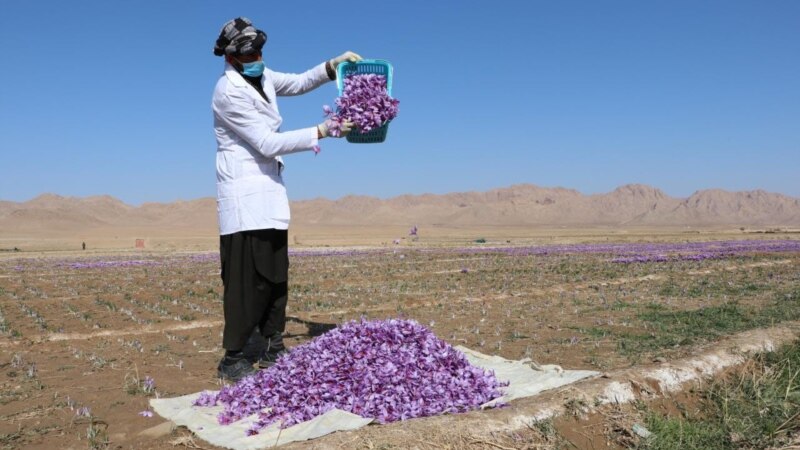 مقام صنفی: زعفران ایرانی هم به «سرنوشت» پسته و فرش ایرانی دچار شده است
