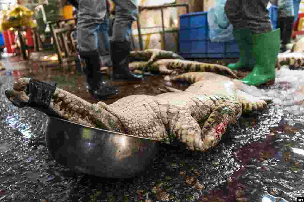 Мертвий крокодил на &laquo;мокрому ринку&raquo; в Гуанчжоу в Китаї. Такі тварини рідко трапляються на ринках Китаю, але, згідно з цінником, який опублікувало видання The Guardian, кілька екзотичних видів тварин, серед них такі &laquo;делікатеси&raquo;, як кажани, лисиці, крокодили, велетенські саламандри, змії і дикобрази, продавалися в Ухані &ndash; на сумнозвісному тепер ринку
