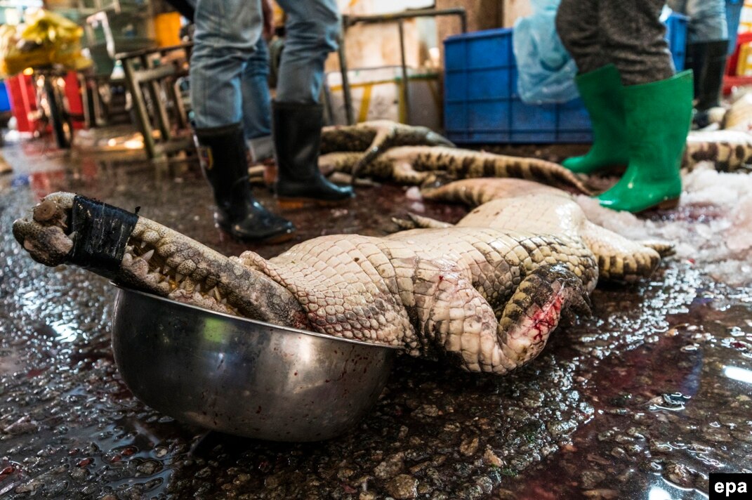 Chopped crocodile at a wet market in Guangzhou, China.