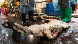 Убитый крокодил на "мокром рынке" в Гуанчжоу, КНР