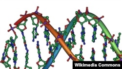 Struktura dijela DNA - ilustracija