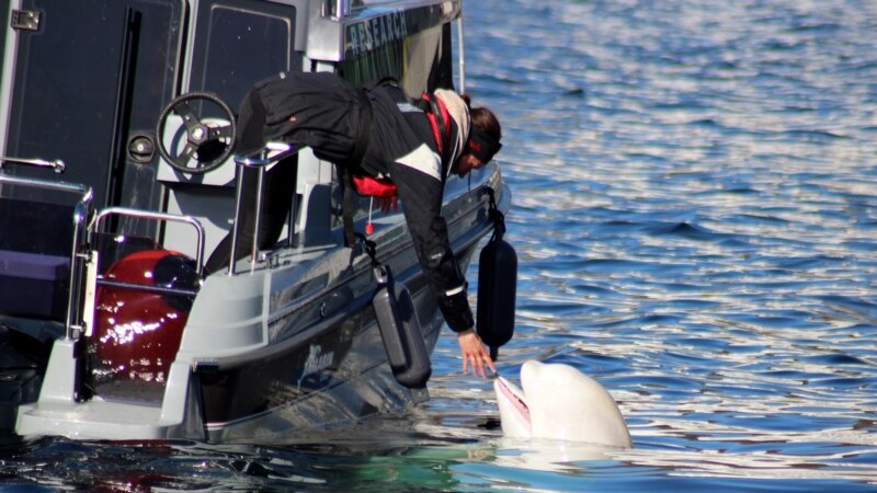 Norway Says Beluga Whale With Apparent Russian-Made Harness Swims South To Sweden