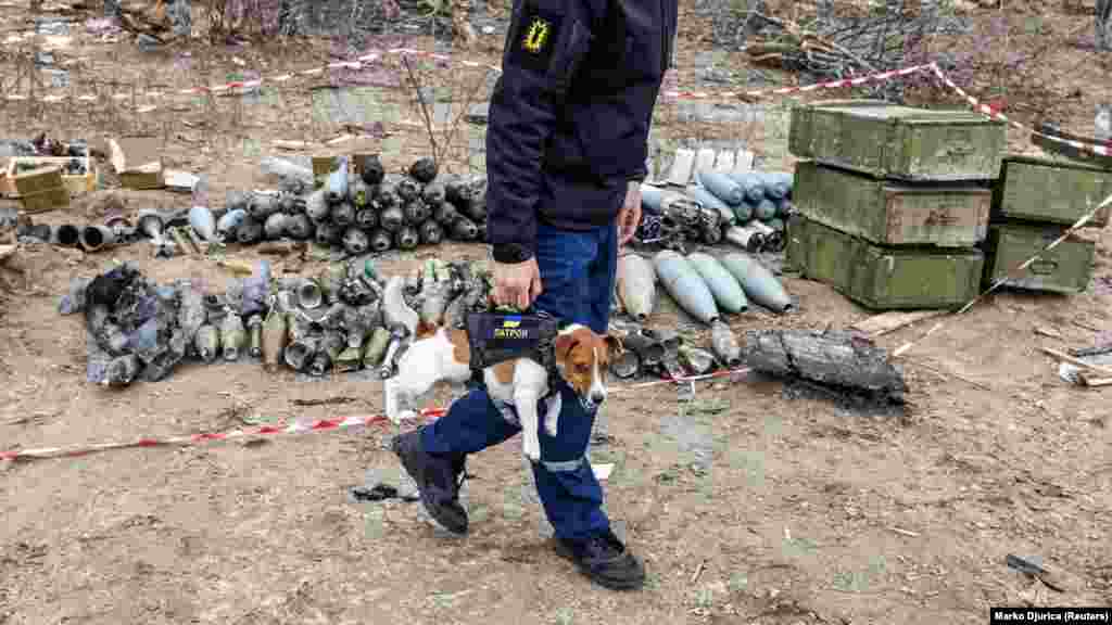 Un membru al unei echipe de eliminare a munițiilor explozive (EOD) poartă cu sine câinele Patron, decorat de președintele Zelenski pentru că a ajutat la neutralizarea a sute de mine.&nbsp;Fotografie din 6 aprilie 2022.