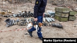 Un membru al unei echipe de eliminare a munițiilor explozive (EOD) poartă cu sine câinele Patron, decorat de președintele Zelenski pentru că a ajutat la neutralizarea a sute de mine.