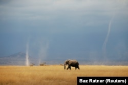An elephant ambling through Kenya’s Amboseli National Park. Photo by Baz Ratner/Reuters