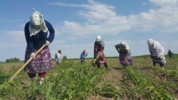 'Sahəni şişirdirlər' - Şumlanmayan torpaqlara 24 milyonluq subsidiya necə ayrılıb