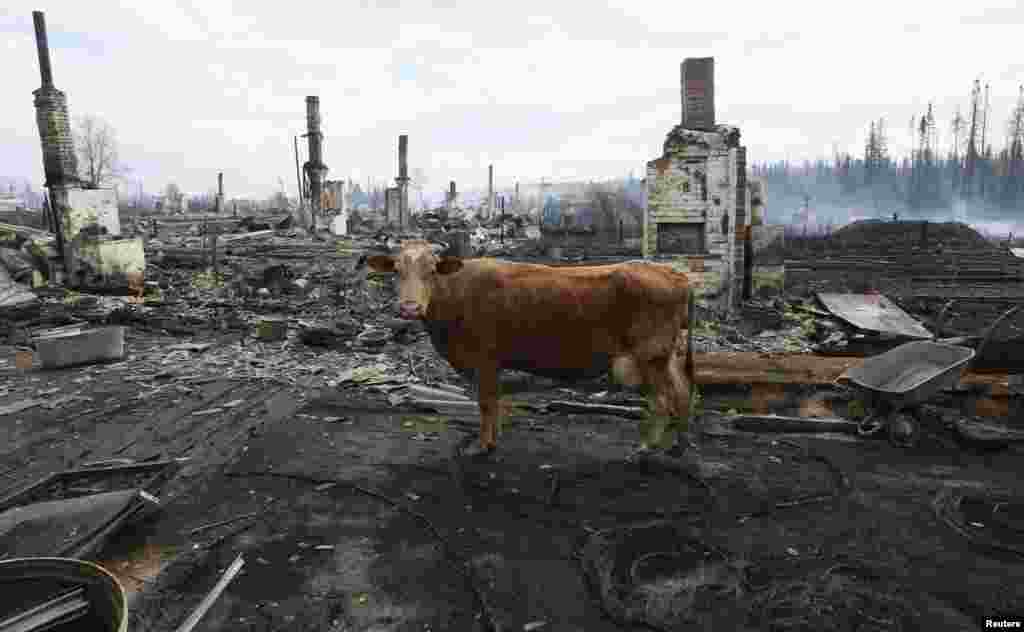 A cow stands amid the debris of burnt houses after recent wildfires in the Siberian settlement of Strelka, located on the bank of the Angara River in Russia's Krasnoyarsk region on May 25. (Reuters/Ilya Naymushin)