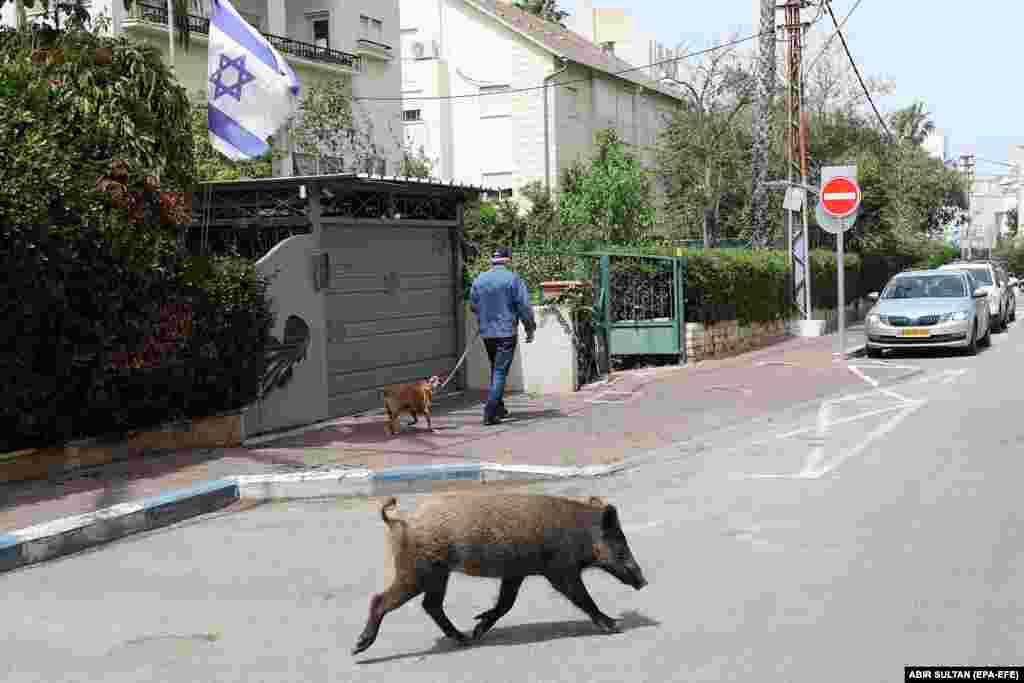Дикий кабан бродит по улице в городе Хайфа на севере Израиля