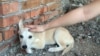 Бездомная собака - одна из будущих жертв двух студенток из Хабаровска