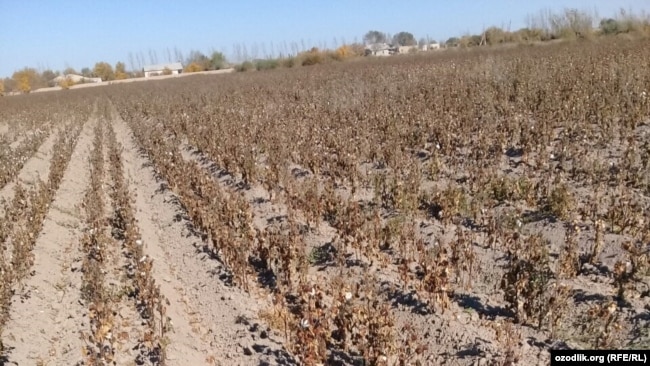 Шовот туманининг сувсиз қолган пахта майдонлари
