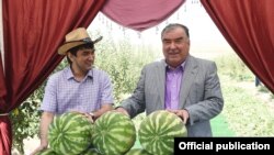 Эмомали Рахмон (справа) со своим сыном Рустамом на арбузном поле. Дангаринский район, Хатлонская область. 25 июля 2020 года. Фото со страницы пресс-службы президента Таджикистана в Facebook'е.
