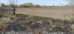 Згорілий сухостій у Бориспільському районі Київської області, 9 квітня 2020 року