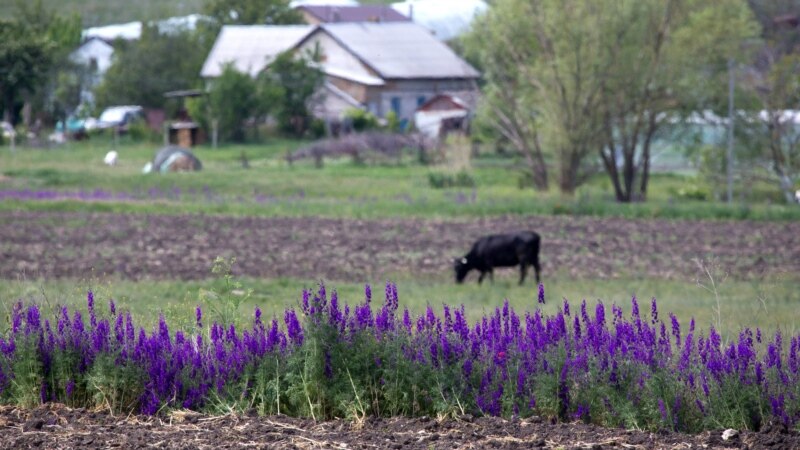 Буйство красок: лаванда и рапс в окрестностях крымского села (фотогалерея)