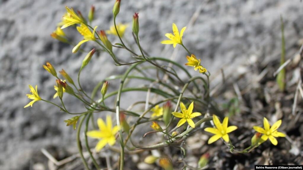 Мекеним Кыргызстан Реферат