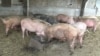 Свиньи в реке Хуанпу: фермерам так дешевле 