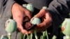 FILE: An Afghan farmer extracts raw opium from poppy plants in Helmand.