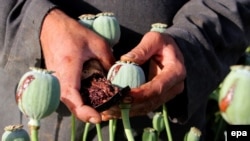 FILE: An Afghan farmer extracts raw opium from poppy plants in Helmand.