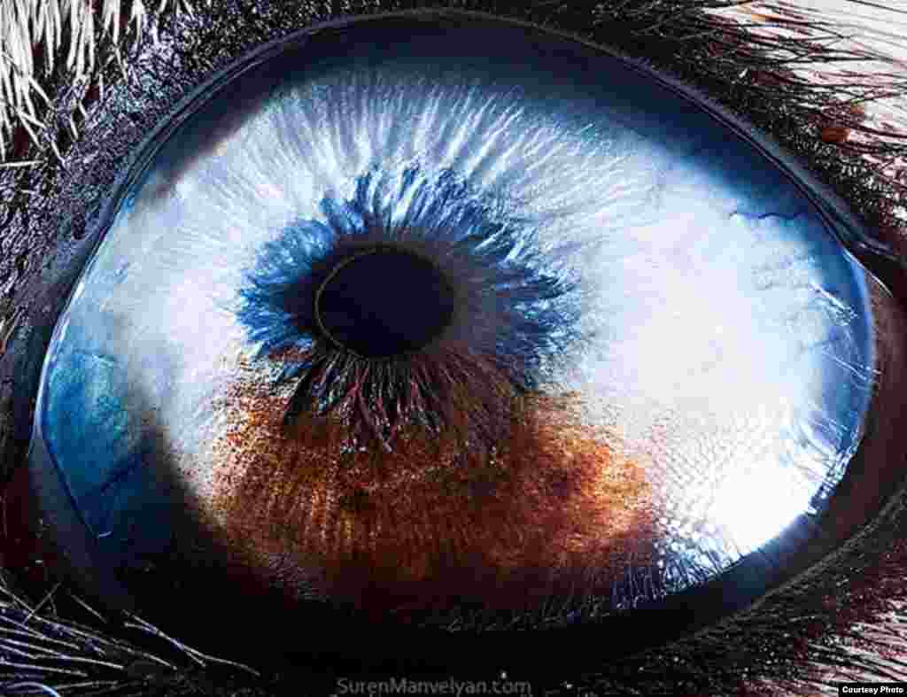 The eye of a husky dog