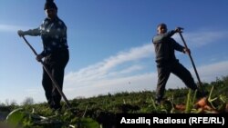 Səhərin gözü açılan kimi kənddə qaynar həyat başlanır.