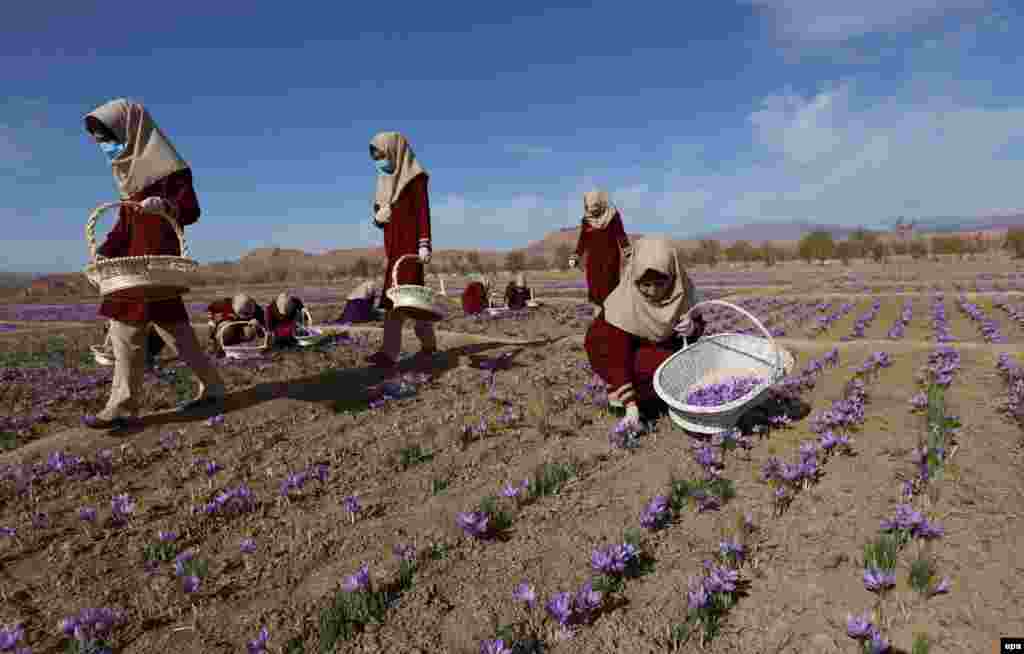 Afghan women collect saffron flowers in the Karukh district of Herat, Afghanistan. The plant is seen as an alternative to poppy cultivation. (epa/Jalil Rezayee)