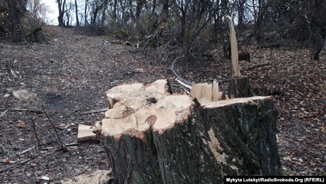 Після вирубки лісу залишаються корчі й гілляки, які можуть потрапляти у водойми і захаращувати русло, пояснює Віктор Вишневський