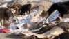 В Алматинской области требуют очистить сёла от мусора