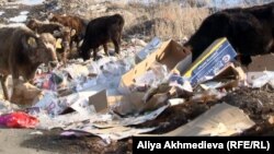 Местный скот пасется на мусорном полигоне. Алматинская область, поселок Абай, 11 марта 2013 года.