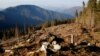 Екоактивісти побоюються, що поправки до закону дозволять вирубки високогірних лісів