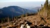 Поліція: у 2016 році відкрили 99 проваджень щодо незаконної вирубки лісу на Закарпатті 