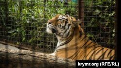 Один из тигров в парке львов «Тайган»