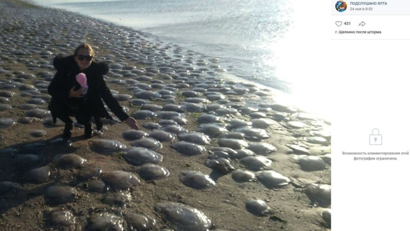 Тысячи медуз выбросило на азовское побережье Крыма (+фото)