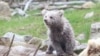Прокуроры оштрафовали владельца контактного зоопарка за то, что медведь находился не в клетке, а на открытой территории и представлял опасность для людей