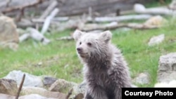 Чешский зоопарк ищет таджикское имя для медвежонка 