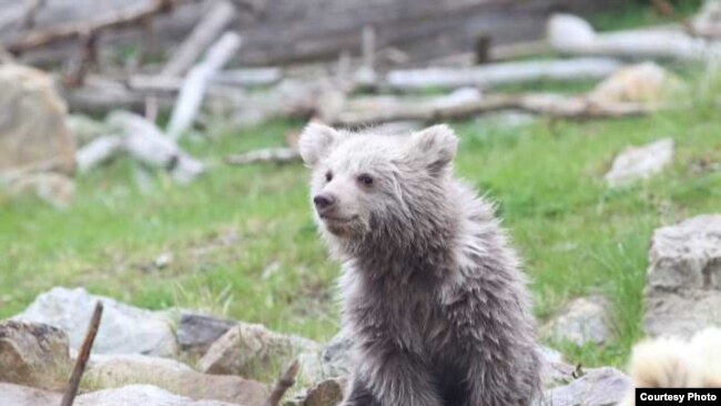 Чешский зоопарк ищет таджикское имя для медвежонка 