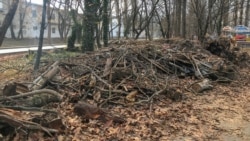 Остатки спиленных деревьев в Гагаринском парке